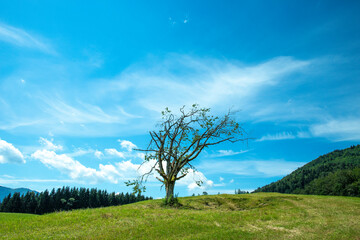 Fototapeta na wymiar Alter Baum auf Weide am Attersee