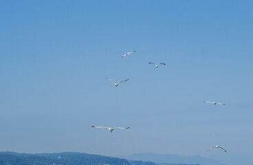 Evia island, Greece - June 28. 2020: Sea gull in a natural environment 