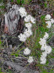 Small white inflorescences of the wild rosemary shrub from the heather family, the genus rhododendron, growing in the northern tundra. Summer nature of the tundra. Unique polar flora.