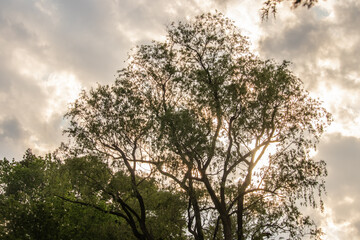 Tree Silhouette Against a Partly Cloudy Sky