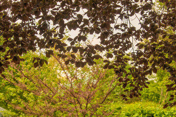 Fototapeta na wymiar Leaves of a Copper Beech Tree