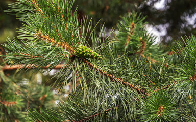 New green cone on a pine tree.