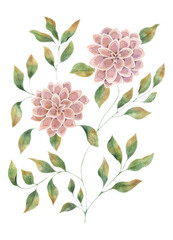 Aster flowers, watercolor painting, single element on a white background. A large, lush pink flower. Print for fabrics, t-shirts. weddings, holidays.