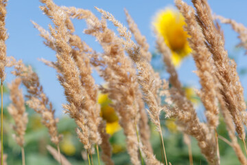 Common reed, dry reed against blue sky, phragmites. Close-up