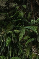 fern in the jungle