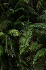 Obraz premium fern in the forest
