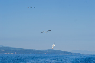 Evia island, Greece - June 28. 2020: Sea gull in a natural environment 