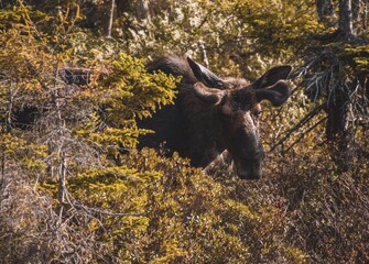 Wandering Moose pt. 6