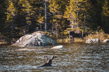 Love at first sight (moose edition)