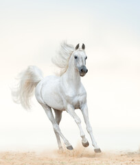Obraz na płótnie Canvas Beautiful arabian stallion running on freedom