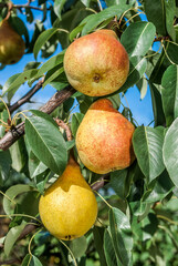 European Pear (Pyrus communis) in orchard