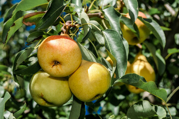 European Pear (Pyrus communis) in orchard
