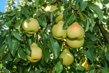 European Pear (Pyrus communis) in orchard