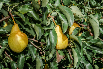 European Pear (Pyrus communis) in orchard