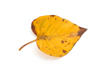 Fototapeta premium Yellow maple leaf as an autumn symbol. Isolated on white.