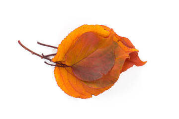 Yellow maple leaf as an autumn symbol. Isolated on white.