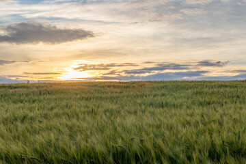 Obraz premium sunset over the field