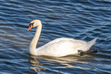 Obraz premium swan on the lake