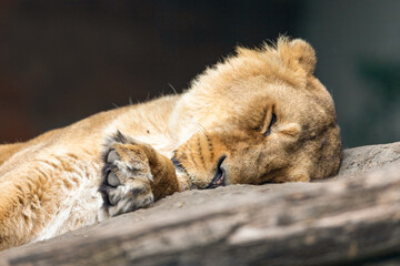 sleeping lion cub
