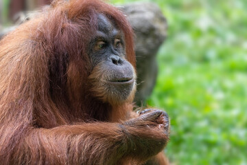 Close up of monkey head