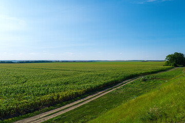 Fototapeta na wymiar Rural landscape with a road along the cornfield