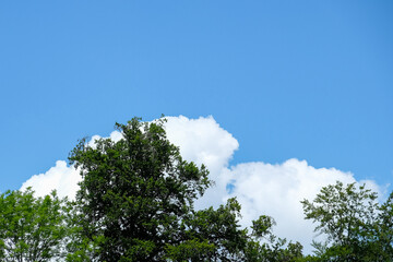 green tree against blue sky