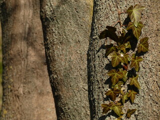 Green ivy climbing tree in the park