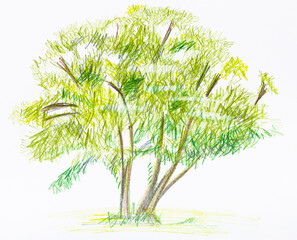 sketch of green bush in summer hand-drawn by color pencils on white paper