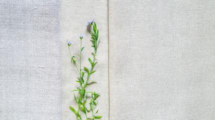 Texture of old and modern linen fabric and flowering flax