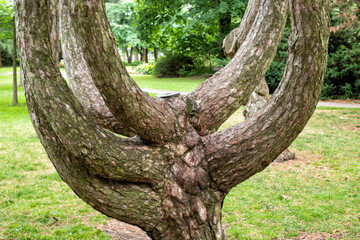 Forked Trunk of s Spruce in a Park