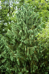Nootka Cedar Foliage Among Other Trees