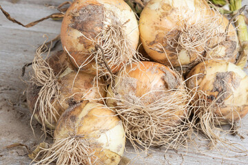 Freshly Unearthed Harvest Of Sweet White Onions