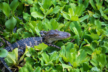 An alligator is a crocodilian in the genus Alligator of the family Alligatoridae. The two living species are the American alligator and the Chinese alligator. Additionally, several extinct species