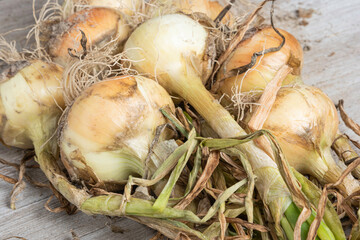 Freshly Unearthed Harvest Of Sweet White Onions