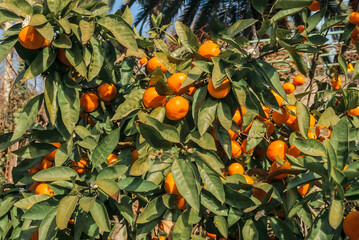 Mandarin (Citrus reticulata) in orchard, Abkhazia