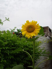 girasol, flor amarilla, flor de girasol, flores grandes, flor de jardín, flor, naturaleza, flor en primavera, flor y cielo, 