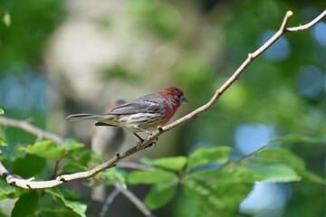 Juvenile Male House Finch
