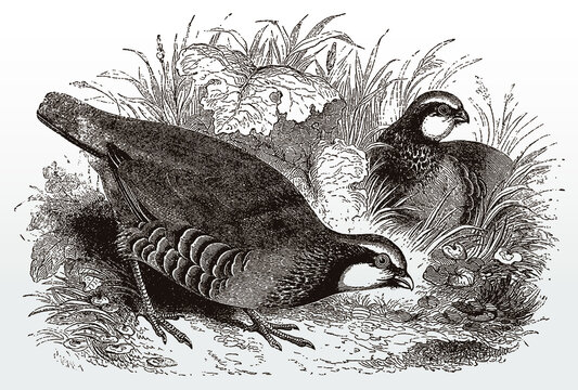 Two red-legged partridges, alectoris rufa sitting in a grassland, after an antique illustration from the 19th century