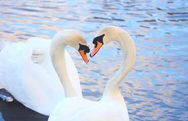 swans on water making a heart shape