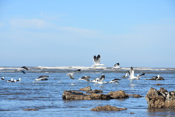 seabirds 