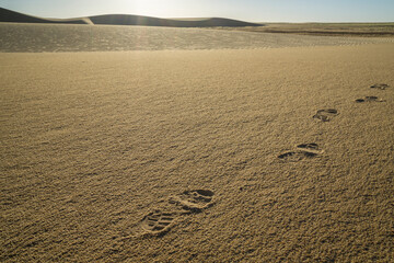 Traces in the sand of Chad desert