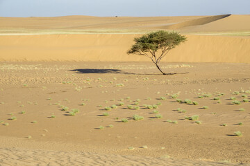 A wide open desert landscape, Chad