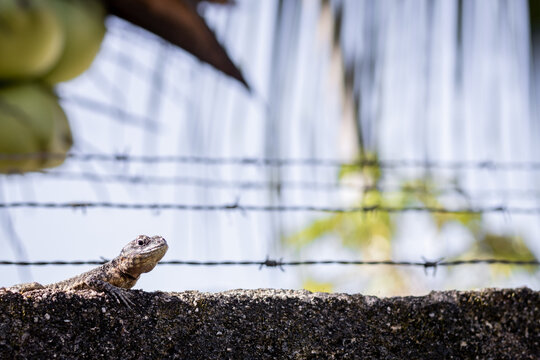 lizard haunting at a stone wall