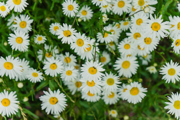 Fototapeta premium a chamomile bunch summer background close up