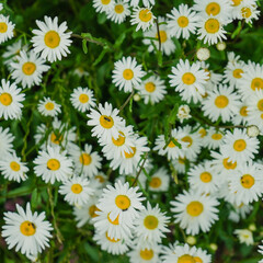 a chamomile bunch summer square background