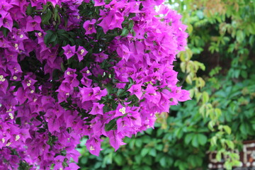 Fototapeta premium Pink flowers with green leaves