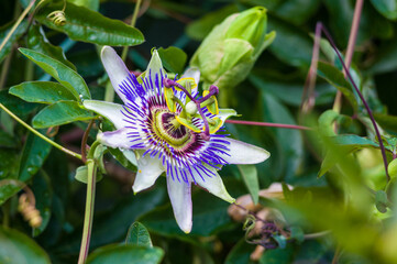 passion flower Passiflora caerulea Passionflower against green garden background