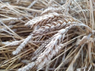 Field of gold ripe wheat