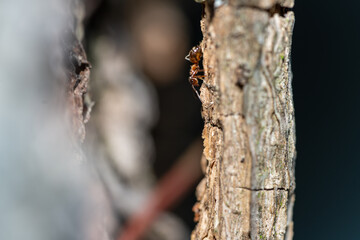 kleine Waldameise am Baumstamm