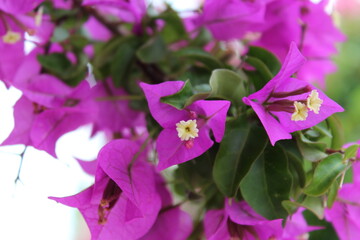 Pink flowers with green leaves macro photography
